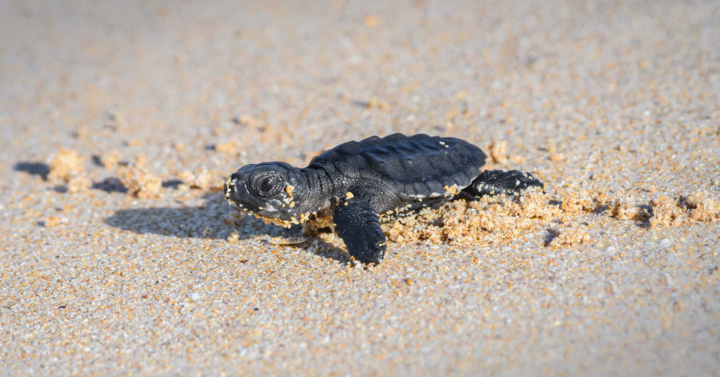 New Born Turtle at Mama Orbe Turtle Sanctuary